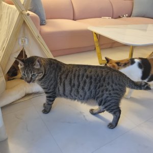 고양이를 찾습니다 고양이 전단지