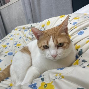 고양이를 찾습니다 고양이 전단지
