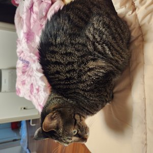 고양이를 찾습니다 고양이 전단지