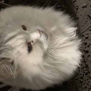 고양이 주인을 찾습니다 고양이 전단지