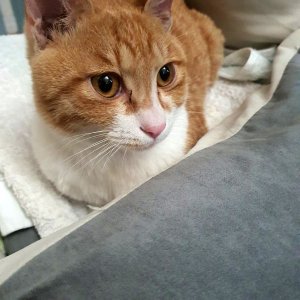 고양이 구조 코리아쇼트헤어 경기도 파주시