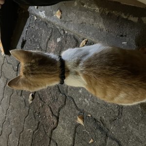 고양이 주인을 찾습니다 고양이 전단지