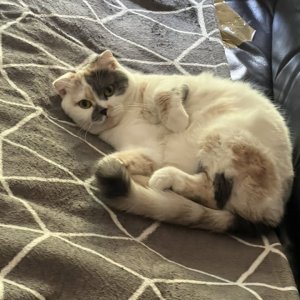 고양이 실종 스코티시폴드 경기도 안산시 상록구