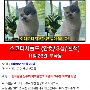고양이를 찾습니다 고양이 전단지