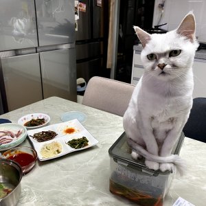 고양이를 찾습니다 고양이 전단지