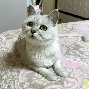 고양이 실종 친칠라캣 대전광역시 유성구