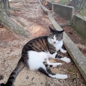 고양이 실종 코리아쇼트헤어 서울특별시 강동구