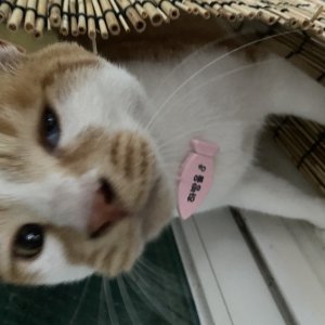 고양이 실종 코리아쇼트헤어 대구광역시 남구
