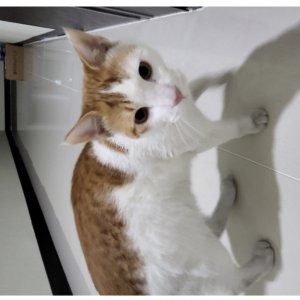 고양이 구조 코리아쇼트헤어 경상북도 구미시