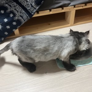 고양이 구조 페르시안 경기도 의정부시