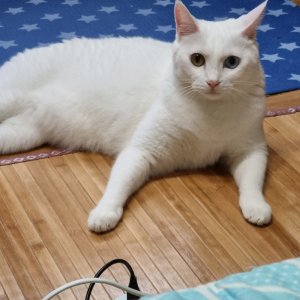 고양이를 찾습니다 고양이 전단지