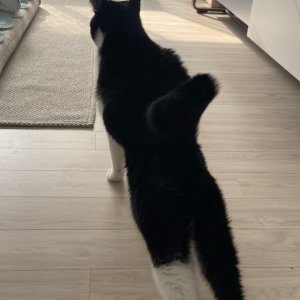 고양이를 찾습니다 고양이 전단지