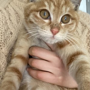 고양이를 찾습니다 고양이 전단지