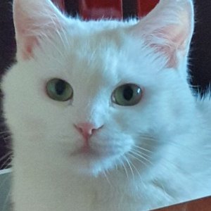 고양이를 찾습니다 고양이 전단지