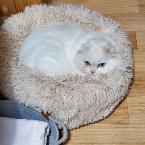 고양이 실종 스코티시폴드 경상남도 창원시 마산합포구