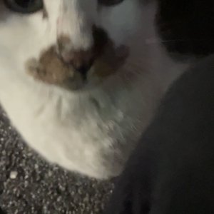 고양이 주인을 찾습니다 고양이 전단지