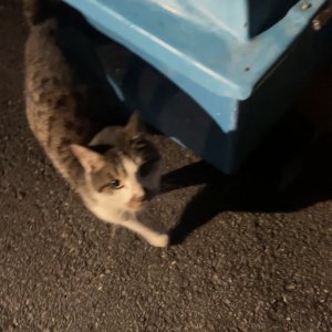 고양이 구조 코리아쇼트헤어 서울특별시 관악구