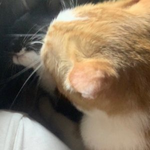고양이 실종 코리아쇼트헤어 충청북도 청주시 서원구