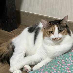 고양이 실종 페르시안 울산광역시 울주군