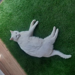 고양이를 찾습니다 고양이 전단지