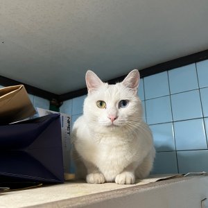 고양이 실종 터키시앙고라 서울특별시 용산구