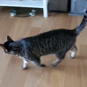 고양이 실종 코리아쇼트헤어 전라북도 남원시
