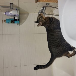 고양이를 찾습니다 고양이 전단지