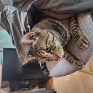 고양이 실종 코리아쇼트헤어 서울특별시 강서구