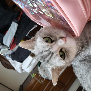 고양이 실종 아메리칸쇼트헤어 대전광역시 유성구
