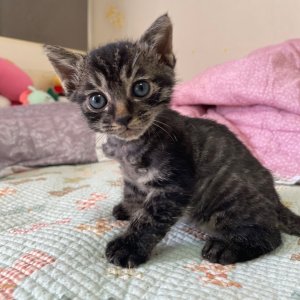 고양이를 찾습니다 고양이 전단지