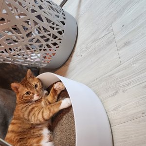 고양이 실종 코리아쇼트헤어 강원도 강릉시