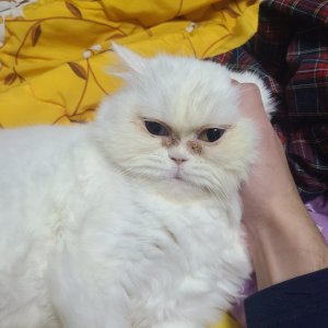 고양이 실종 터키시앙고라 대구광역시 서구