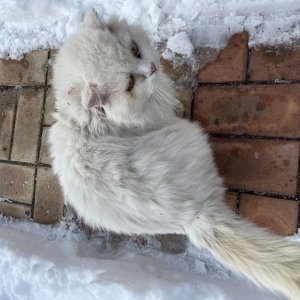 고양이 목격 페르시안 강원도 철원군