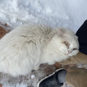 고양이 주인을 찾습니다 고양이 전단지