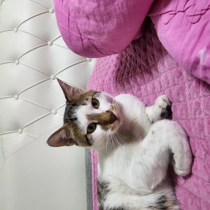 고양이 실종 코리아쇼트헤어 대전광역시 중구
