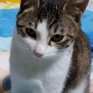 고양이 실종 코리아쇼트헤어 충청남도 서산시