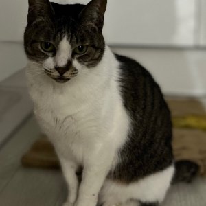 고양이 실종 코리아쇼트헤어 부산광역시 남구
