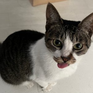 고양이를 찾습니다 고양이 전단지