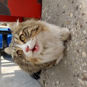 고양이 주인을 찾습니다 고양이 전단지