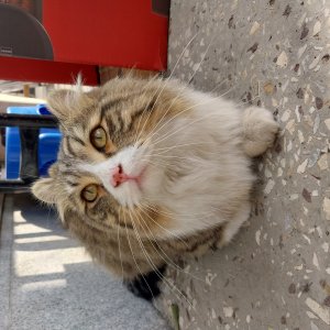 고양이 구조 아메리칸컬롱헤어 인천광역시 미추홀구