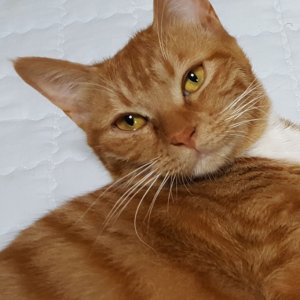 고양이 실종 코리아쇼트헤어 충청남도 서산시