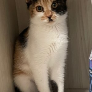 고양이 실종 코리아쇼트헤어 인천광역시 미추홀구