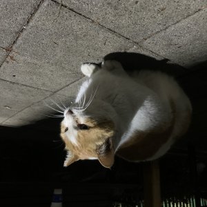 고양이 주인을 찾습니다 고양이 전단지