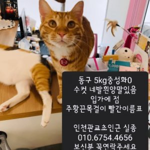 고양이 실종 코리아쇼트헤어 인천광역시 미추홀구