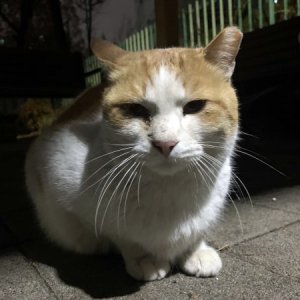 고양이 목격 코리아쇼트헤어 경기도 시흥시