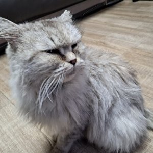 고양이 구조 페르시안 경기도 화성시