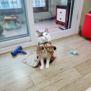 고양이를 찾습니다 고양이 전단지