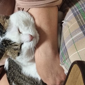 고양이 실종 코리아쇼트헤어 경상북도 구미시