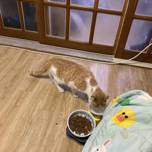 고양이 구조 코리아쇼트헤어 서울특별시 종로구