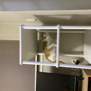 고양이 주인을 찾습니다 고양이 전단지